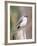 Tufted-Titmouse-Gary Carter-Framed Photographic Print