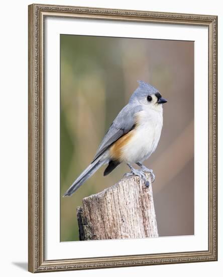 Tufted-Titmouse-Gary Carter-Framed Photographic Print