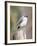 Tufted-Titmouse-Gary Carter-Framed Photographic Print