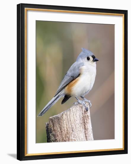 Tufted-Titmouse-Gary Carter-Framed Photographic Print