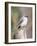 Tufted-Titmouse-Gary Carter-Framed Photographic Print