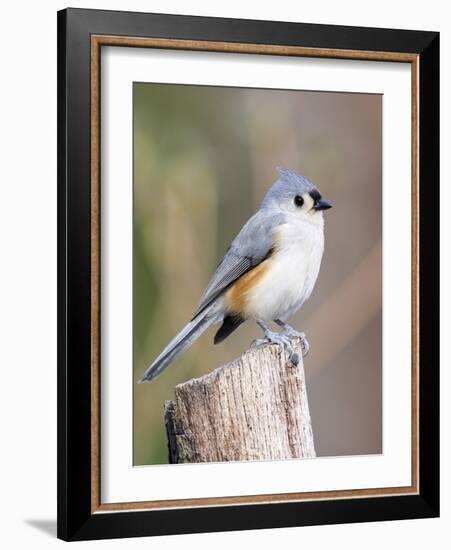 Tufted-Titmouse-Gary Carter-Framed Photographic Print