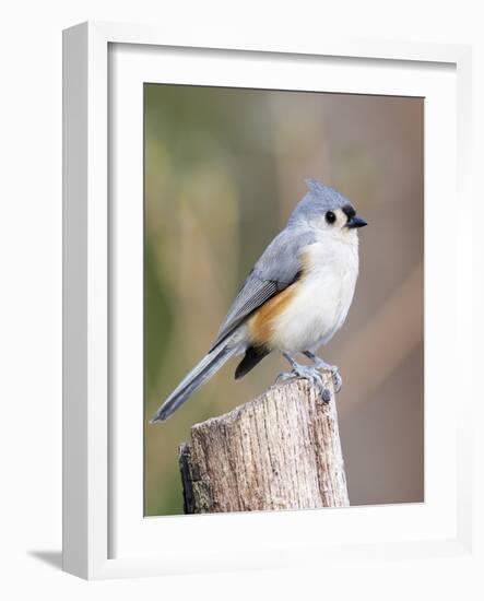 Tufted-Titmouse-Gary Carter-Framed Photographic Print