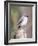 Tufted-Titmouse-Gary Carter-Framed Photographic Print