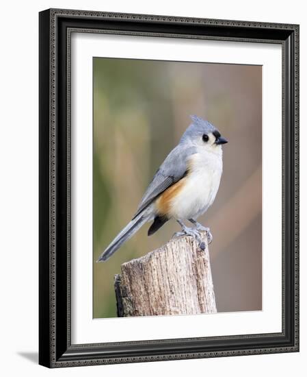 Tufted-Titmouse-Gary Carter-Framed Photographic Print