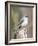 Tufted-Titmouse-Gary Carter-Framed Photographic Print