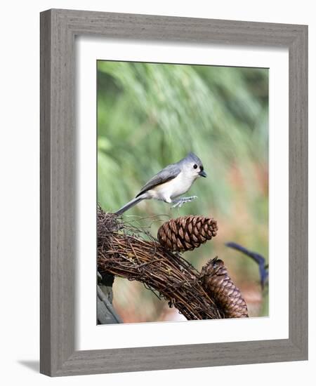 Tufted-Titmouse-Gary Carter-Framed Photographic Print