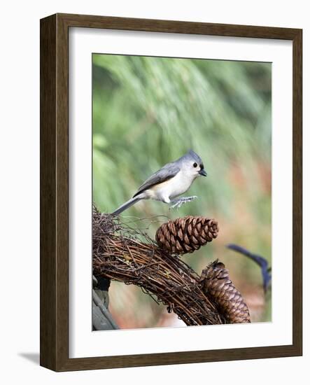 Tufted-Titmouse-Gary Carter-Framed Photographic Print