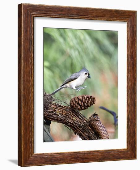 Tufted-Titmouse-Gary Carter-Framed Photographic Print