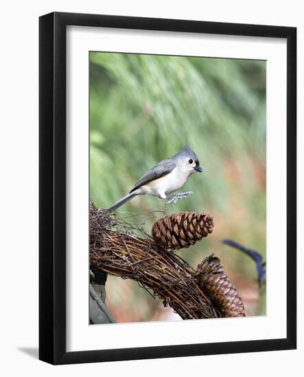 Tufted-Titmouse-Gary Carter-Framed Photographic Print