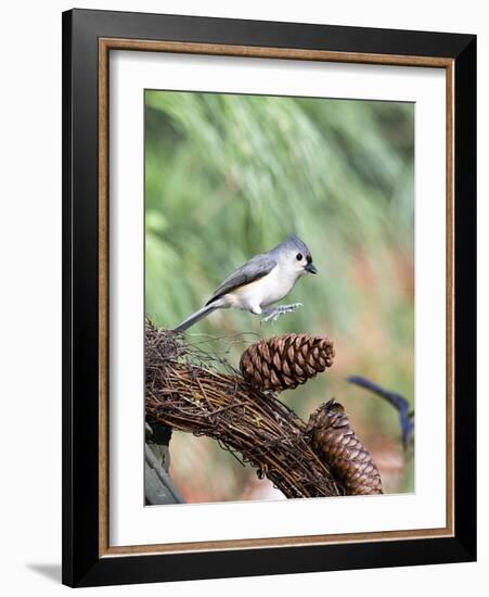 Tufted-Titmouse-Gary Carter-Framed Photographic Print