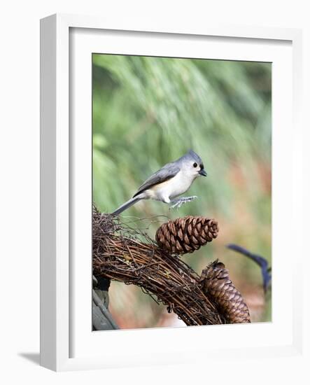 Tufted-Titmouse-Gary Carter-Framed Photographic Print