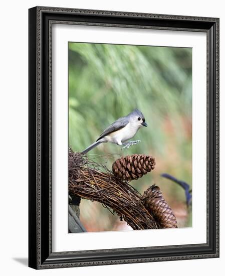 Tufted-Titmouse-Gary Carter-Framed Photographic Print