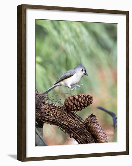 Tufted-Titmouse-Gary Carter-Framed Photographic Print