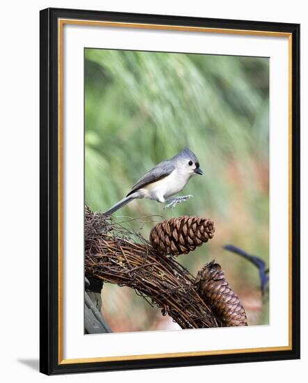 Tufted-Titmouse-Gary Carter-Framed Photographic Print