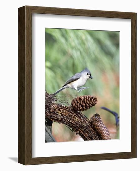 Tufted-Titmouse-Gary Carter-Framed Photographic Print