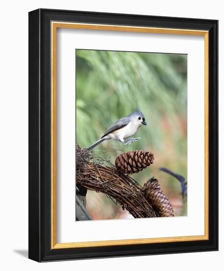 Tufted-Titmouse-Gary Carter-Framed Photographic Print