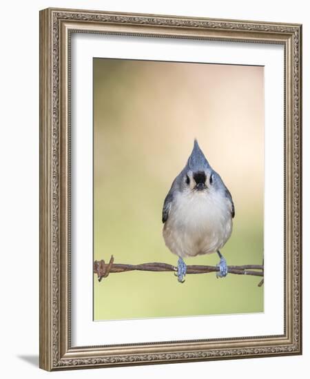 Tufted Titmouse-Gary Carter-Framed Photographic Print