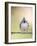 Tufted Titmouse-Gary Carter-Framed Photographic Print