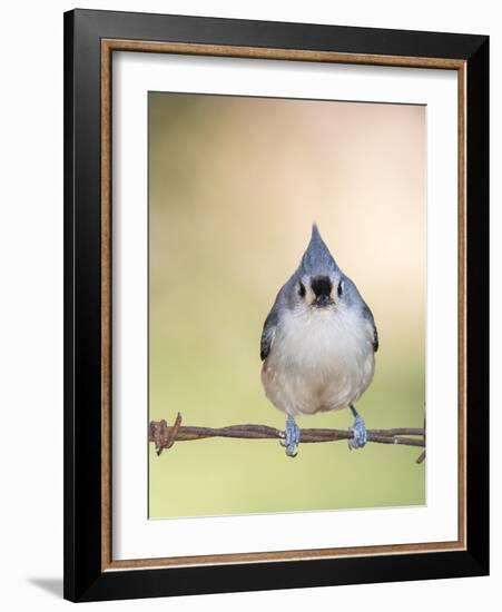 Tufted Titmouse-Gary Carter-Framed Photographic Print