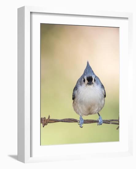 Tufted Titmouse-Gary Carter-Framed Photographic Print