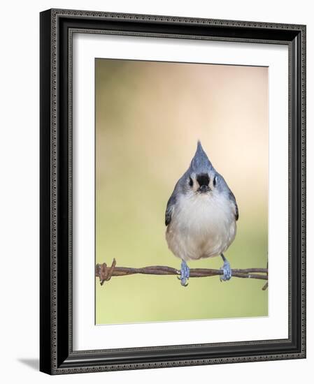 Tufted Titmouse-Gary Carter-Framed Photographic Print