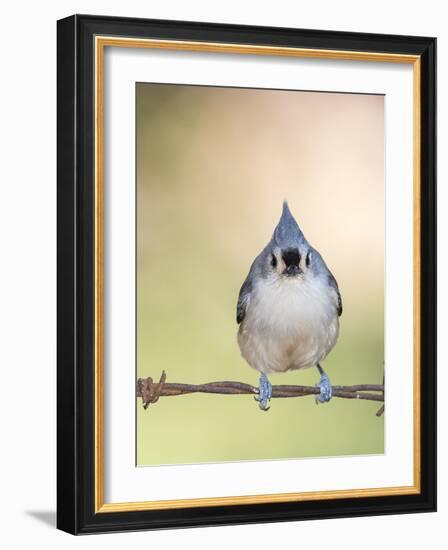 Tufted Titmouse-Gary Carter-Framed Photographic Print