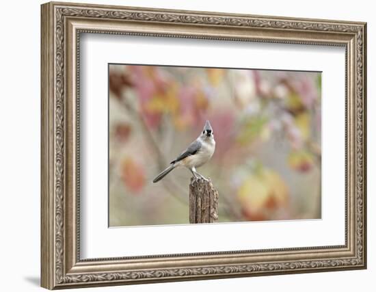 Tufted Titmouse-Gary Carter-Framed Photographic Print