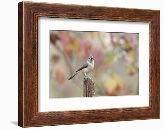 Tufted Titmouse-Gary Carter-Framed Photographic Print