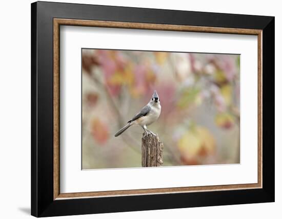 Tufted Titmouse-Gary Carter-Framed Photographic Print