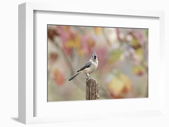 Tufted Titmouse-Gary Carter-Framed Photographic Print