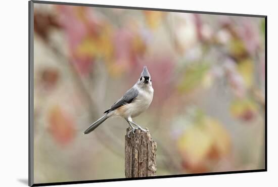 Tufted Titmouse-Gary Carter-Mounted Photographic Print