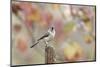 Tufted Titmouse-Gary Carter-Mounted Photographic Print