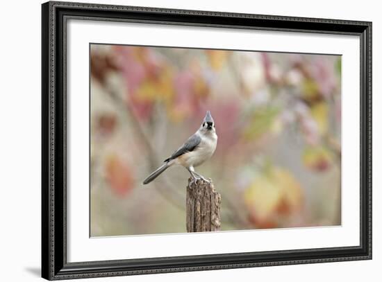 Tufted Titmouse-Gary Carter-Framed Photographic Print