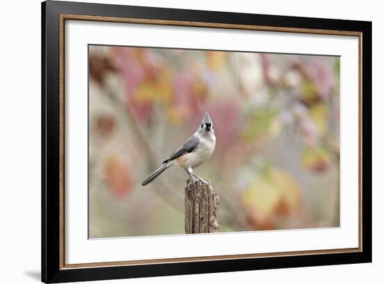 Tufted Titmouse-Gary Carter-Framed Photographic Print