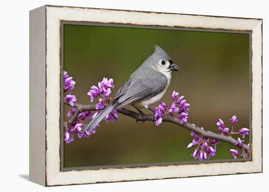 Tufted Titmouse-Lantern Press-Framed Stretched Canvas