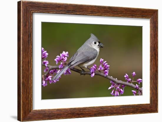 Tufted Titmouse-Lantern Press-Framed Art Print