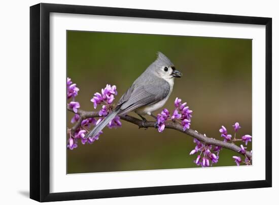 Tufted Titmouse-Lantern Press-Framed Art Print