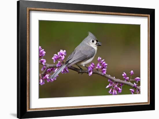 Tufted Titmouse-Lantern Press-Framed Art Print