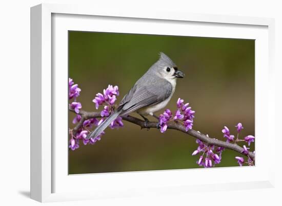 Tufted Titmouse-Lantern Press-Framed Art Print