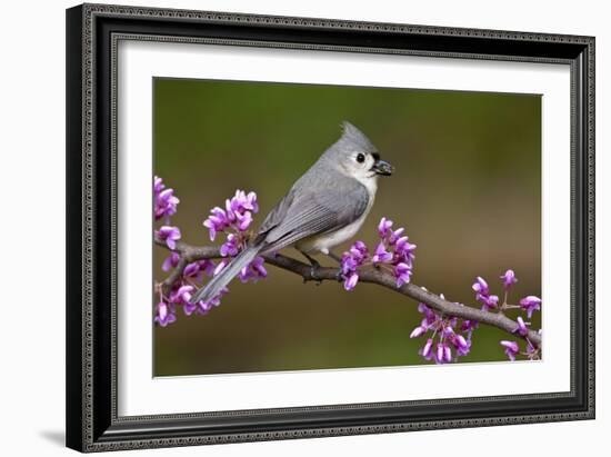 Tufted Titmouse-Lantern Press-Framed Art Print