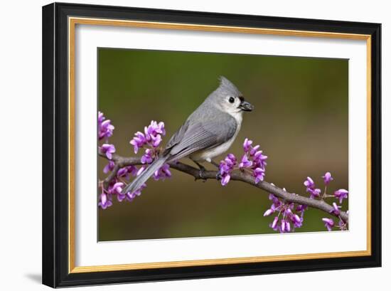 Tufted Titmouse-Lantern Press-Framed Art Print