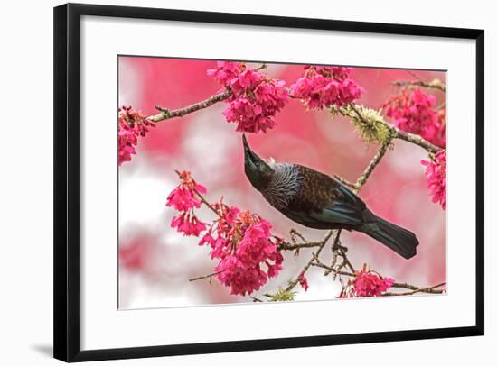 Tui 39-Kurien Yohannan-Framed Photographic Print