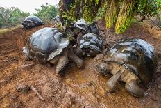 Alcedo giant tortoises drinking from puddles under mossy trees-Tui De Roy-Photographic Print