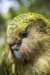 Kakapo (Strigops Habroptilus) Close Up Showing Sensory Facial Feathers-Tui De Roy-Photographic Print