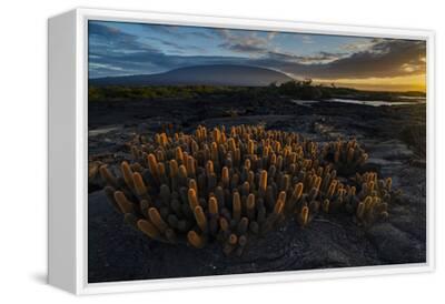 Lava cactus growing on bare lava, Fernandina Isl, Galapagos Premium  Photographic Print - Tui De Roy | Art.com