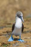 Blue-Footed Booby (Sula Nebouxii) Plunge-Diving At High Speed, San Cristobal Island, Galapagos-Tui De Roy-Photographic Print