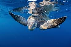 Olive ridley turtle swimming close to the surface, Mexico-Tui De Roy-Photographic Print