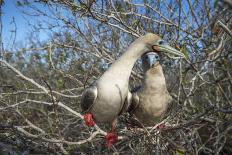 Red-footed booby pair in tree, Genovesa Island, Galapagos-Tui De Roy-Photographic Print