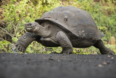 https://imgc.artprintimages.com/img/print/tui-de-roy-sierra-negra-giant-tortoise-walking-isabela-island-galapagos_u-l-q1qeouh0.jpg?background=f3f3f3